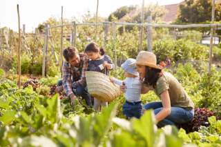 “The Suburban Homesteader’s Handbook” – Your Guide to a Sustainable Lifestyle